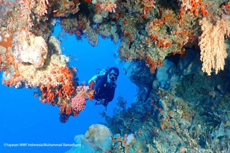 Terumbu karang yang sehat, berukuran besar, dan beraneka ragam warna, memanjakan mata, juga ikan napoleon kerap terlihat saat dilakukan penyelaman.