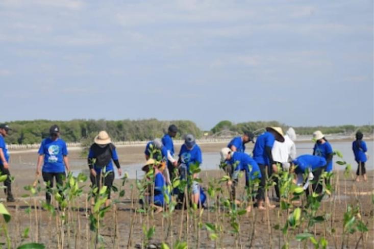 Penanaman 2.500 bibit mangrove di Timbulsloko, Demak. Foto: Ist