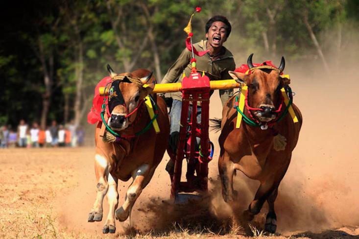 Karapan Sapi (Foto: Ist)