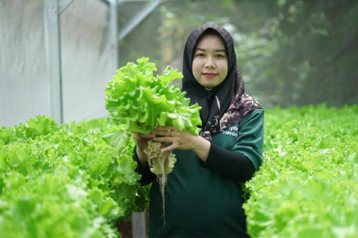 Salah satu peserta Sharp Hydro Heroes sedang menunjukan hasil panen selada (Foto: Ist)