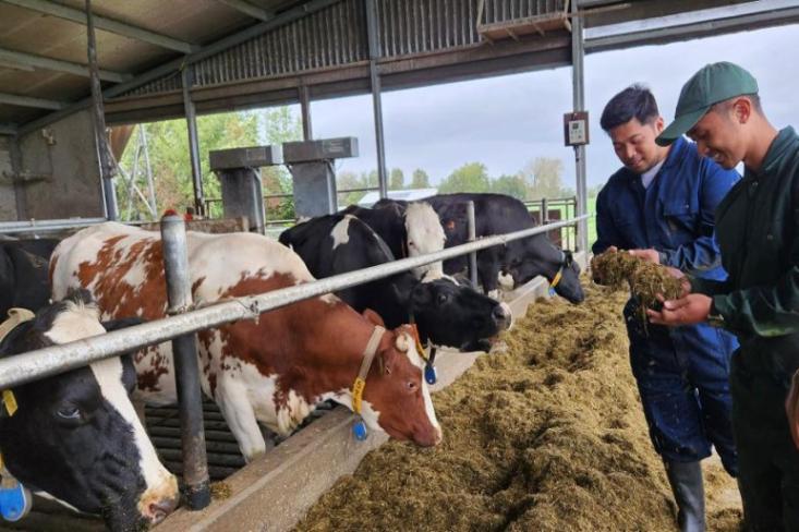 Dukung transfer ilmu dan regenerasi peternak sapi perah lokal, Frisian Flag Indonesia terbangkan belasan peternak muda ke Belanda melalui program YPFA (Young Progressive Farmers Academy) Foto: dok. FFI