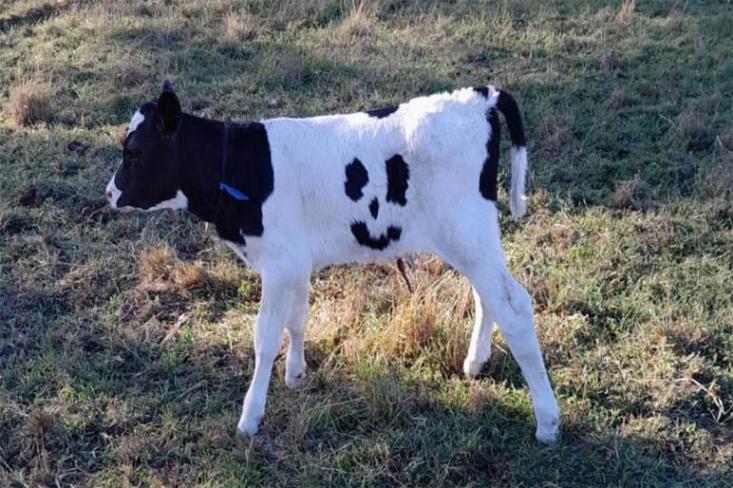 Happy lahir di sebuah peternakan di Ripplebrook, Victoria, Australia. Foto: Ist