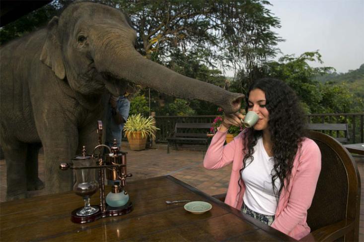 Ketika gajah makan kopi, asam lambung mereka  memecah protein dalam kopi, yang merupakan faktor kunci penentu tingkat kepahitan. Foto: Ist