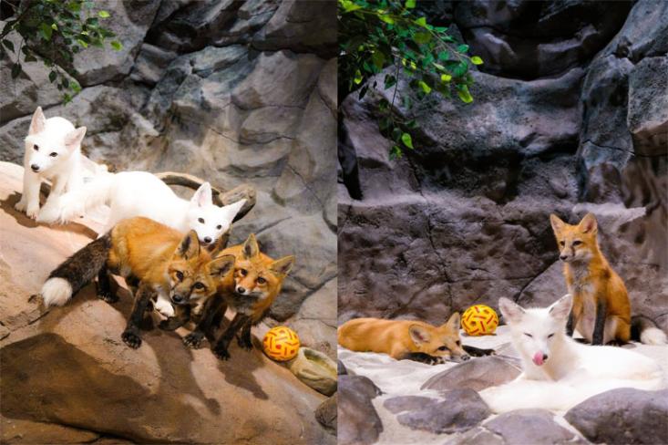 Kehadiran Rubah Merah dan Rubah Kutub tak hanya menambah daya tarik Jakarta Aquarium & Safari, melainkan menjadi bagian dari misi edukasi yang lebih besar untuk mendekatkan masyarakat dengan keanekaragaman satwa dari berbagai belahan dunia. Foto: Ist