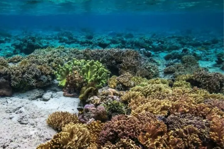 Keindahan taman bawah laut Bunaken di Sulawesi Utara. Foto: Ist