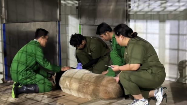 Taman Safari Bogor lakukan inseminasi kepada panda raksasa