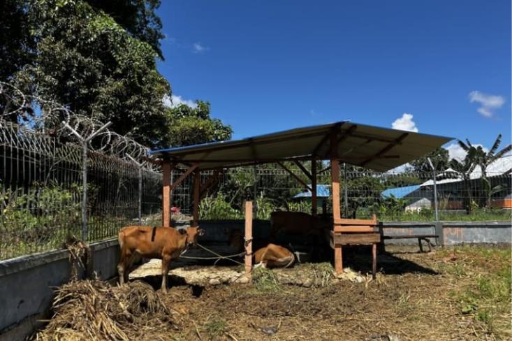 Lahan di sekitar pekarangan SDN Muko disulap menjadi kebun produktif. Foto: Ist