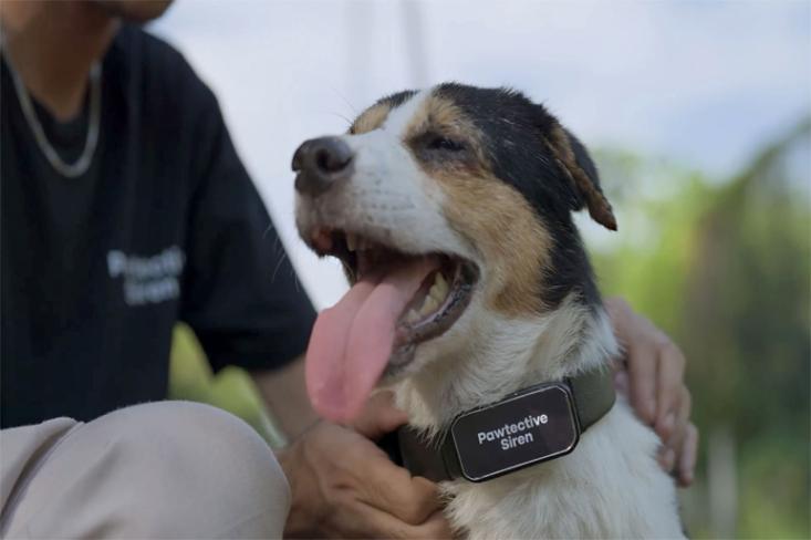 Inovasi ini mengadopsi teknologi smart health collar. Foto: Ist