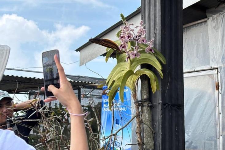 Vanda tricolor var. suavis adalah anggrek primadona di lereng Merapi. Foto: Novi