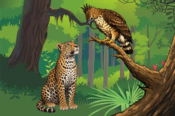 Dogo sang macan tutul heran melihat Elmi si elang Jawa yang terbang sampai ke dalam hutan.